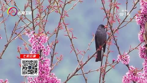 看见云南：东之花韵 芬芳满园