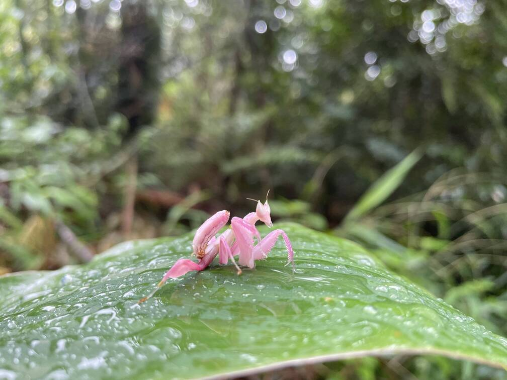 昆虫界的“花仙子”！兰花螳螂再次现身宁洱