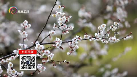 看见云南：繁花似锦 五彩斑斓