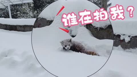 国家二级保护动物小熊猫雪地撒欢，见人就溜