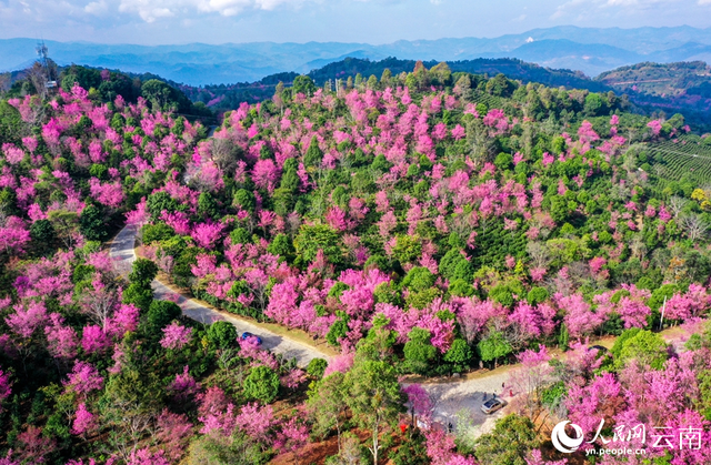 把世界文化遗产名片带来的流量变“留量” 打卡景迈山 重温古茶韵