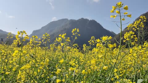 春已至 花开春意浓