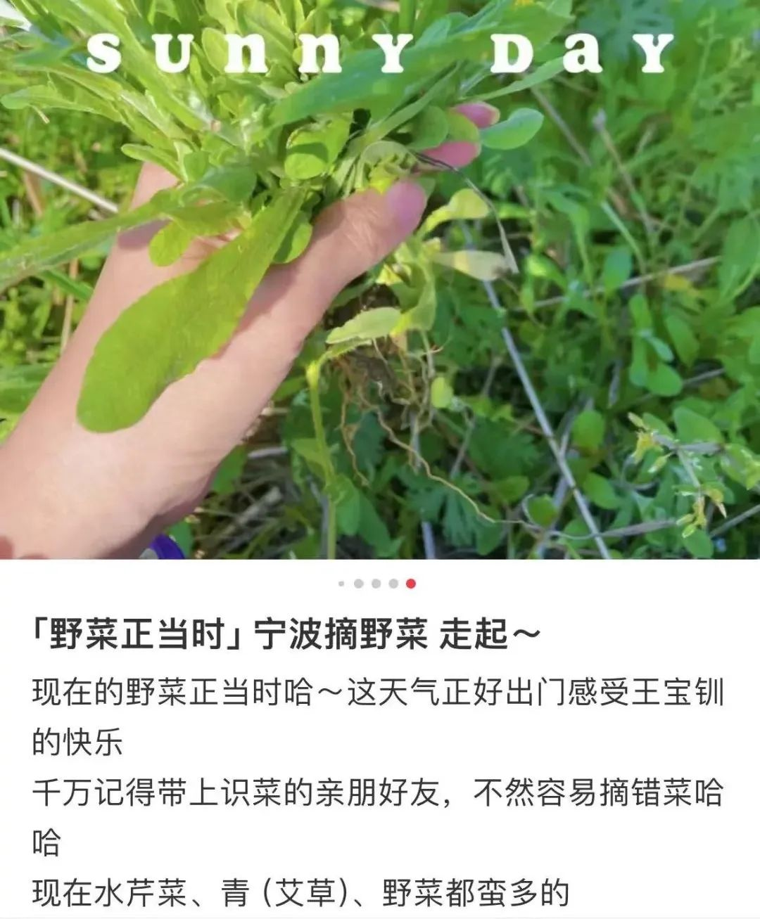 很多人开始了！紧急提醒：谨防错采误食