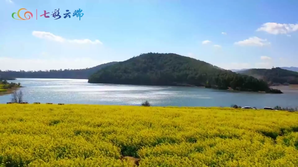 楚雄牟定： 庆丰湖畔油菜花海成春日顶流