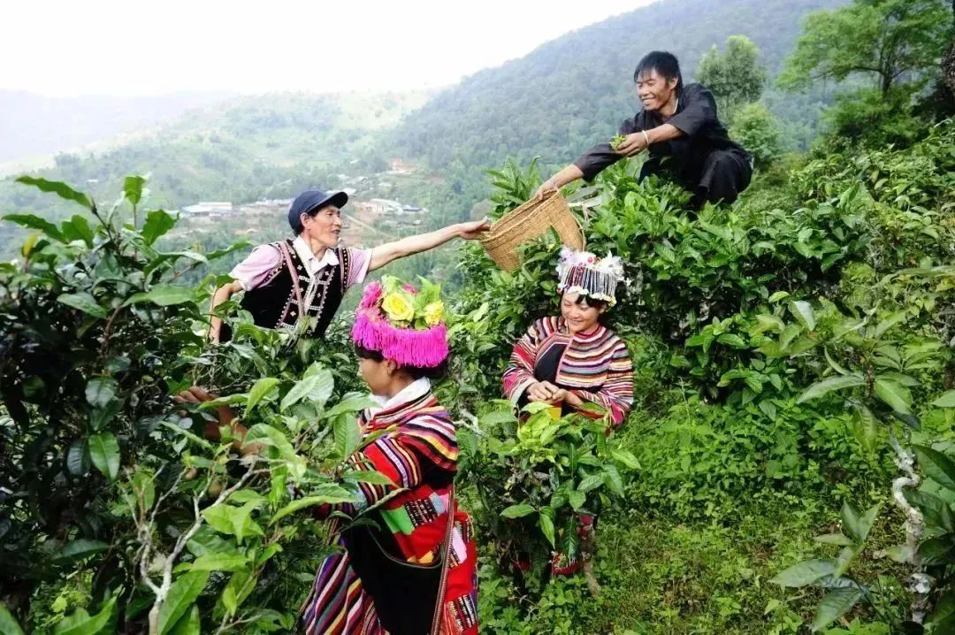 春茶季| 邀您体验勐海七子饼旅游环线