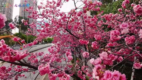 贴花飞 花飞贴 贴花 花飞 飞花帖