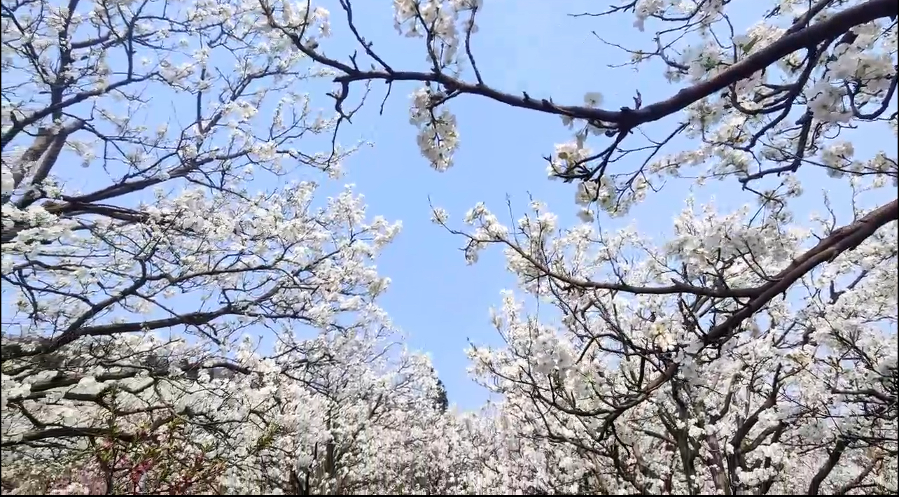 走进个旧加级寨 听梨花盛放的声音