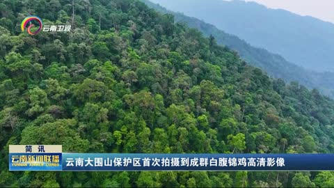 云南大围山保护区首次拍摄到成群白腹锦鸡高清影像