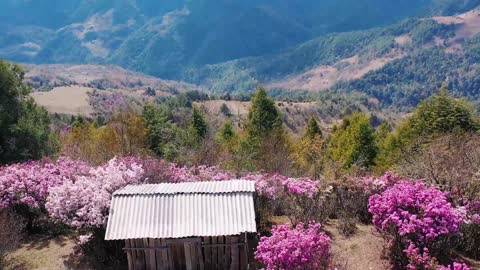 大理剑川：高山杜鹃花开如诗