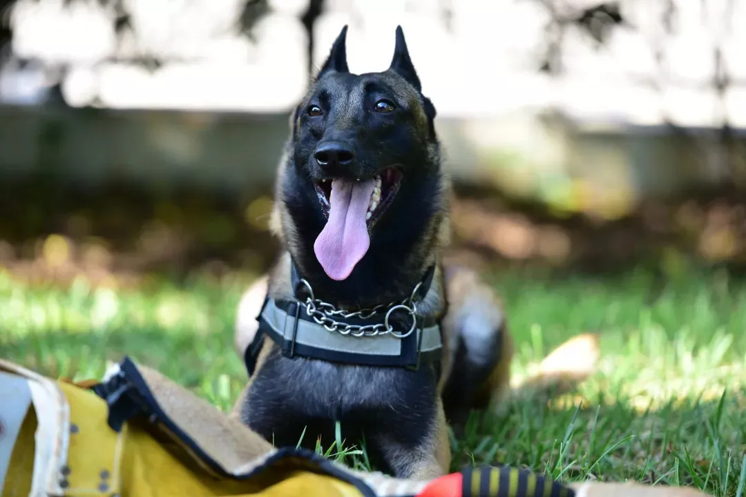 警犬立功后，一般会被奖励啥吃的？