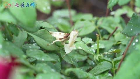 罕见！昆虫界的“花仙子”——兰花螳螂现身绿春