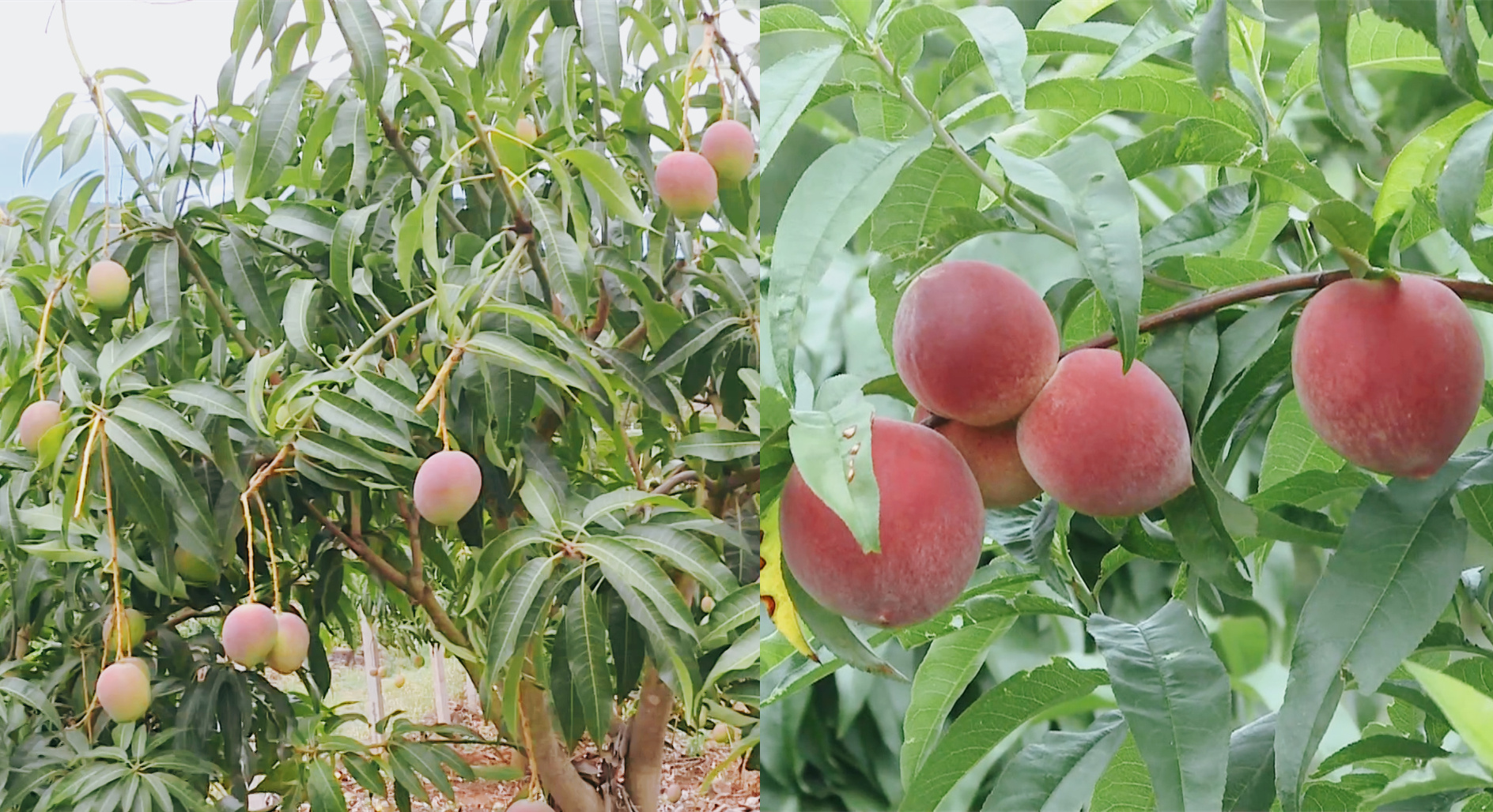 玉溪的夏天有点“甜”！