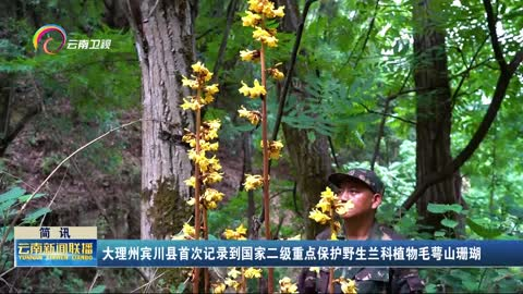 大理州宾川县首次记录到国家二级重点保护野生兰科植物毛萼山珊瑚