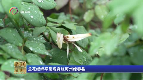 兰花螳螂罕见现身红河州绿春县