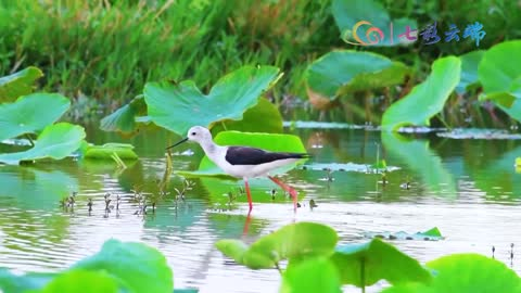 江川：荷红叶绿扑面香 水鸟欢唱夏日歌