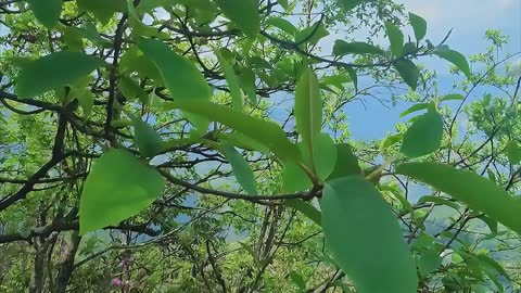 走进巧家药山 小名叫“天女花”的西康玉兰原来长这样