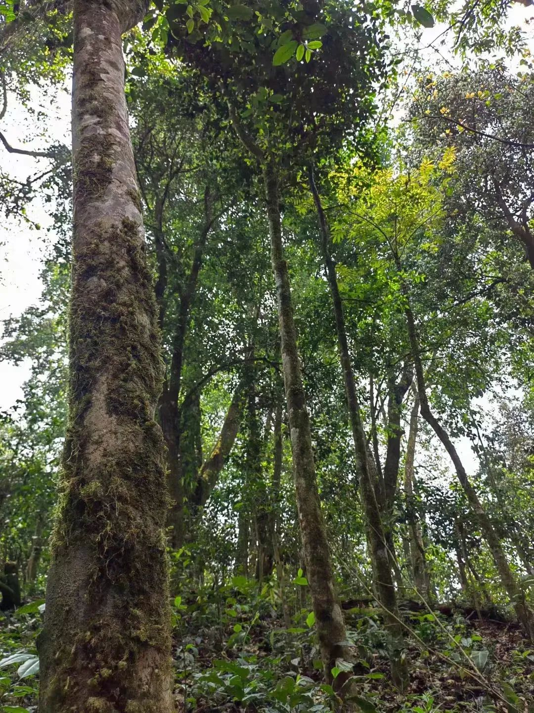 临沧耿马：唤醒大山深处沉睡的古树茶