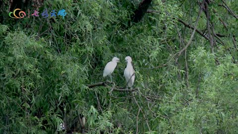 热闹！数千只白鹭栖息鹤庆草海湿地