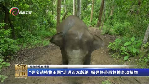 "寻宝动植物王国"走进西双版纳 探寻热带雨林神奇动植物