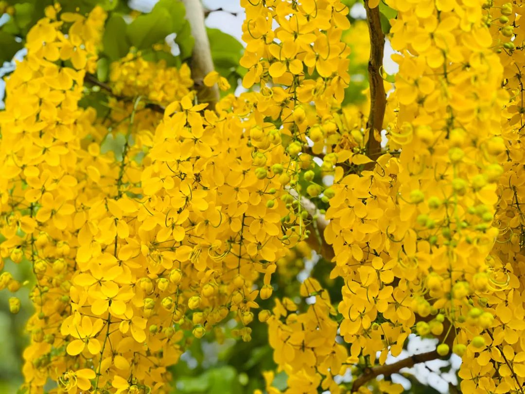 黄金雨花：金沙江畔的六月浪漫风情