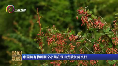 中国特有物种顺宁小檗在保山龙陵长势良好