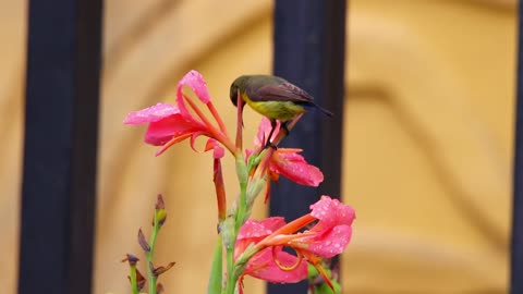 普洱孟连｜夏日鸟趣