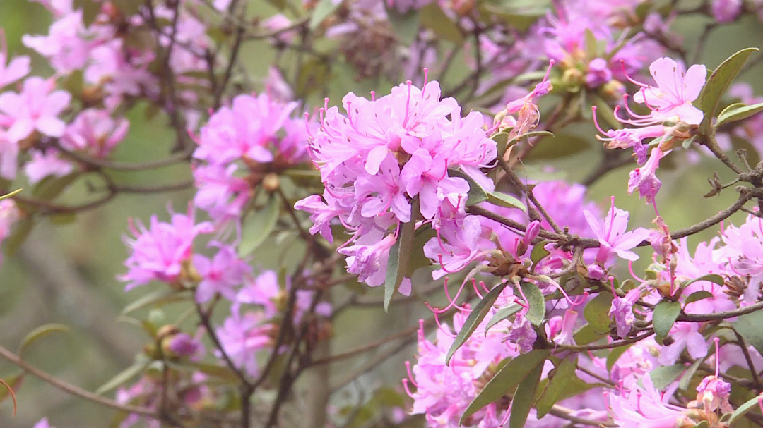 玉溪澄江：杜鹃花开~解锁夏日“限定浪漫”