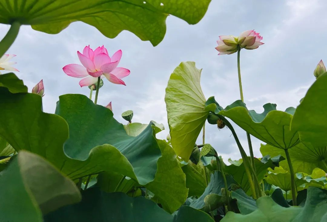 丽江永胜：三川翠湖 并蒂莲惊艳绽放