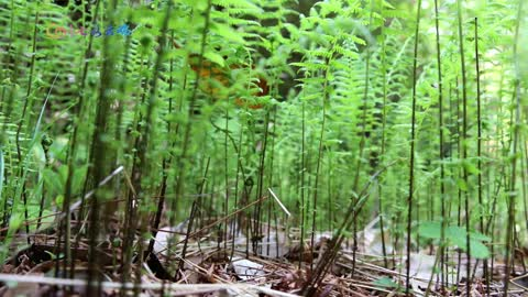 怒江兰坪：探秘物种基因库 邂逅青山绿水美