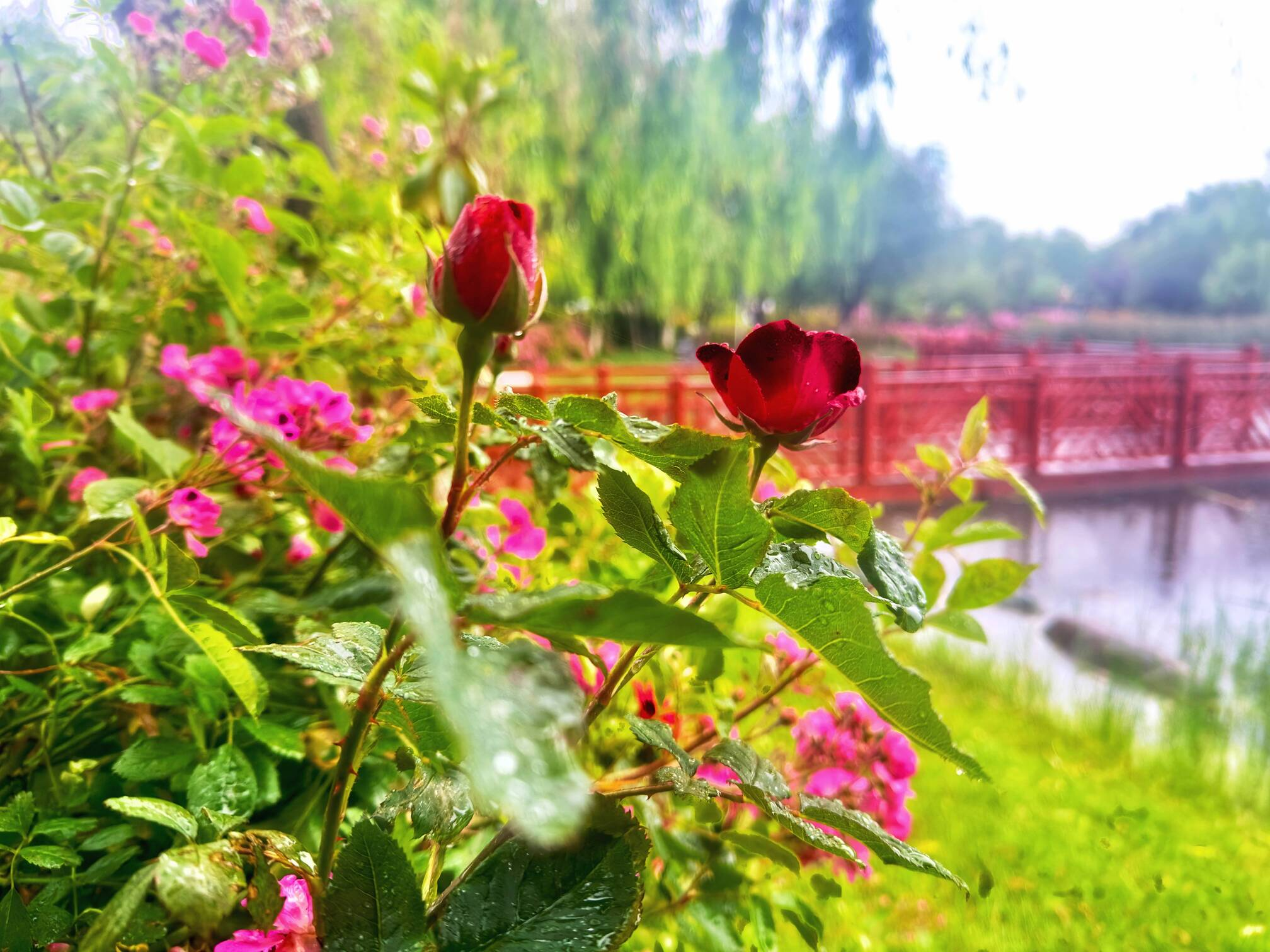 香格里拉龙潭湖畔静夏如诗