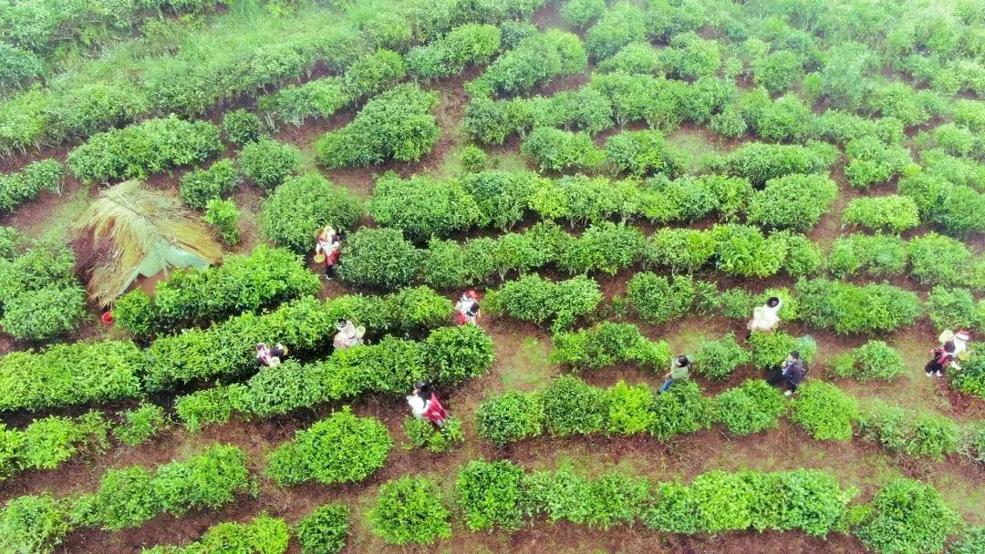 麻栗坡茶：从“山野茶”到“国礼茶”的华丽蜕变