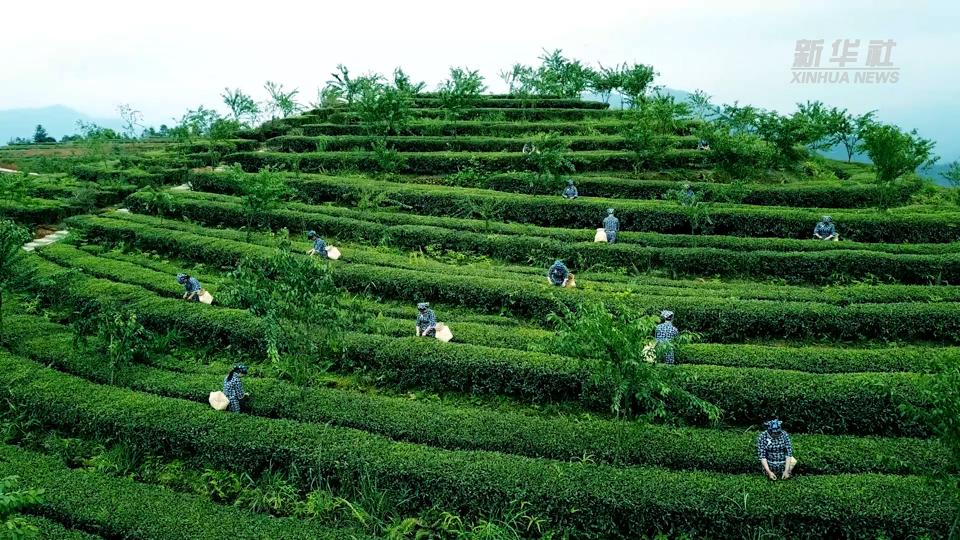 申遗成功！在安溪茶园感受铁观音的制茶技艺