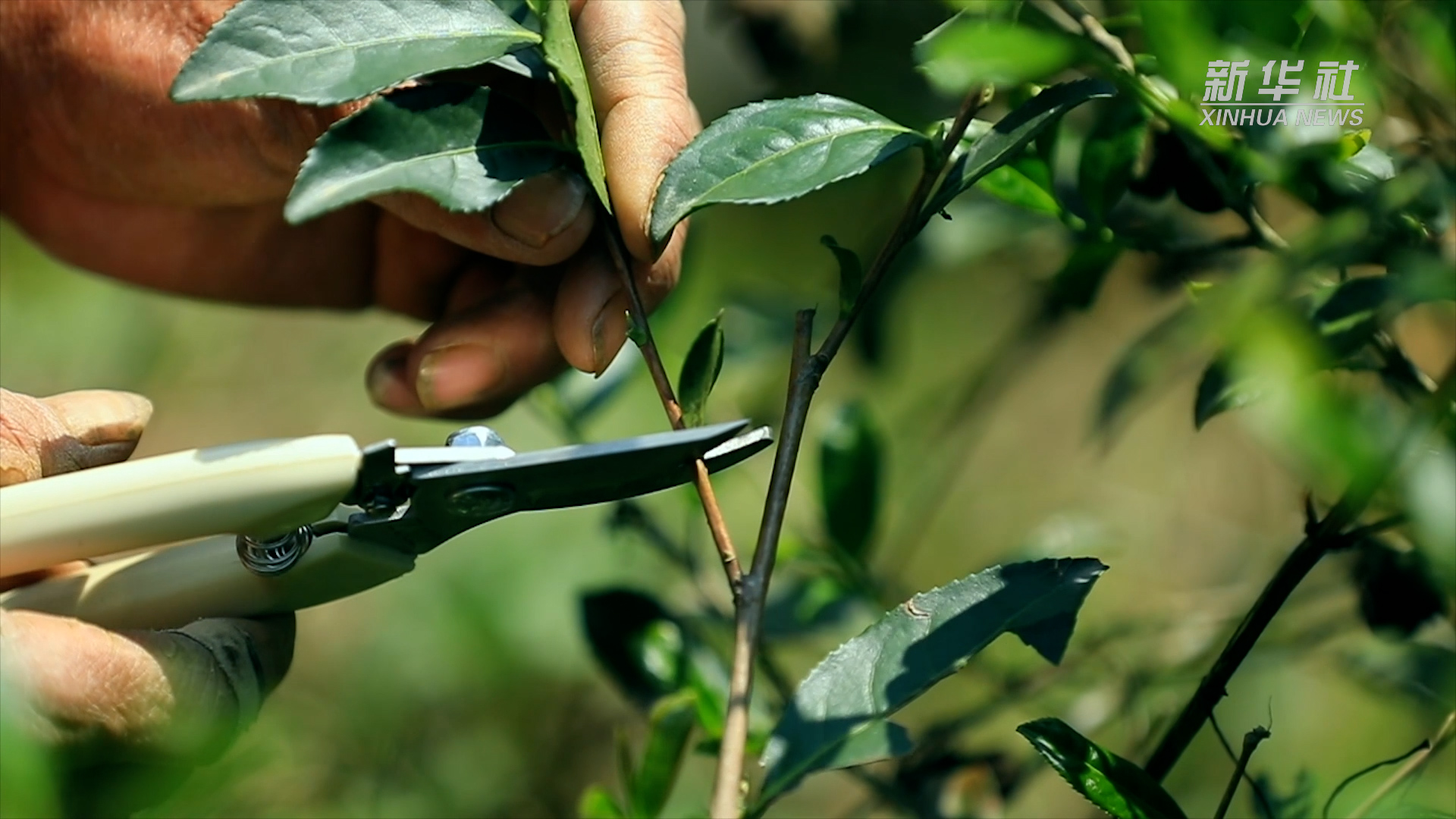 申遗成功！在安溪茶园感受铁观音的制茶技艺