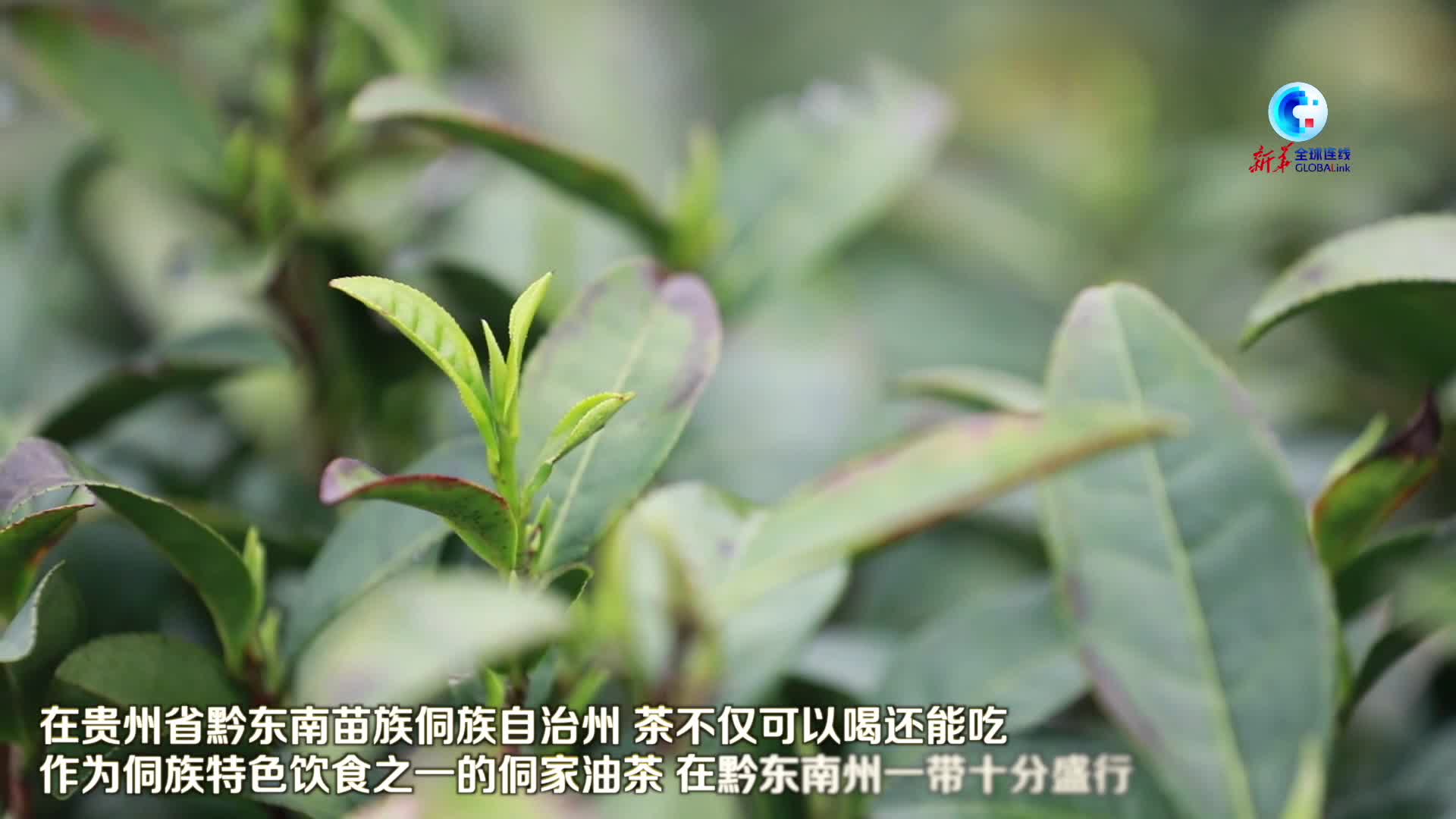 全球连线｜一把茶叶 七两炒米 中国西南侗乡熬制油茶驱寒过冬