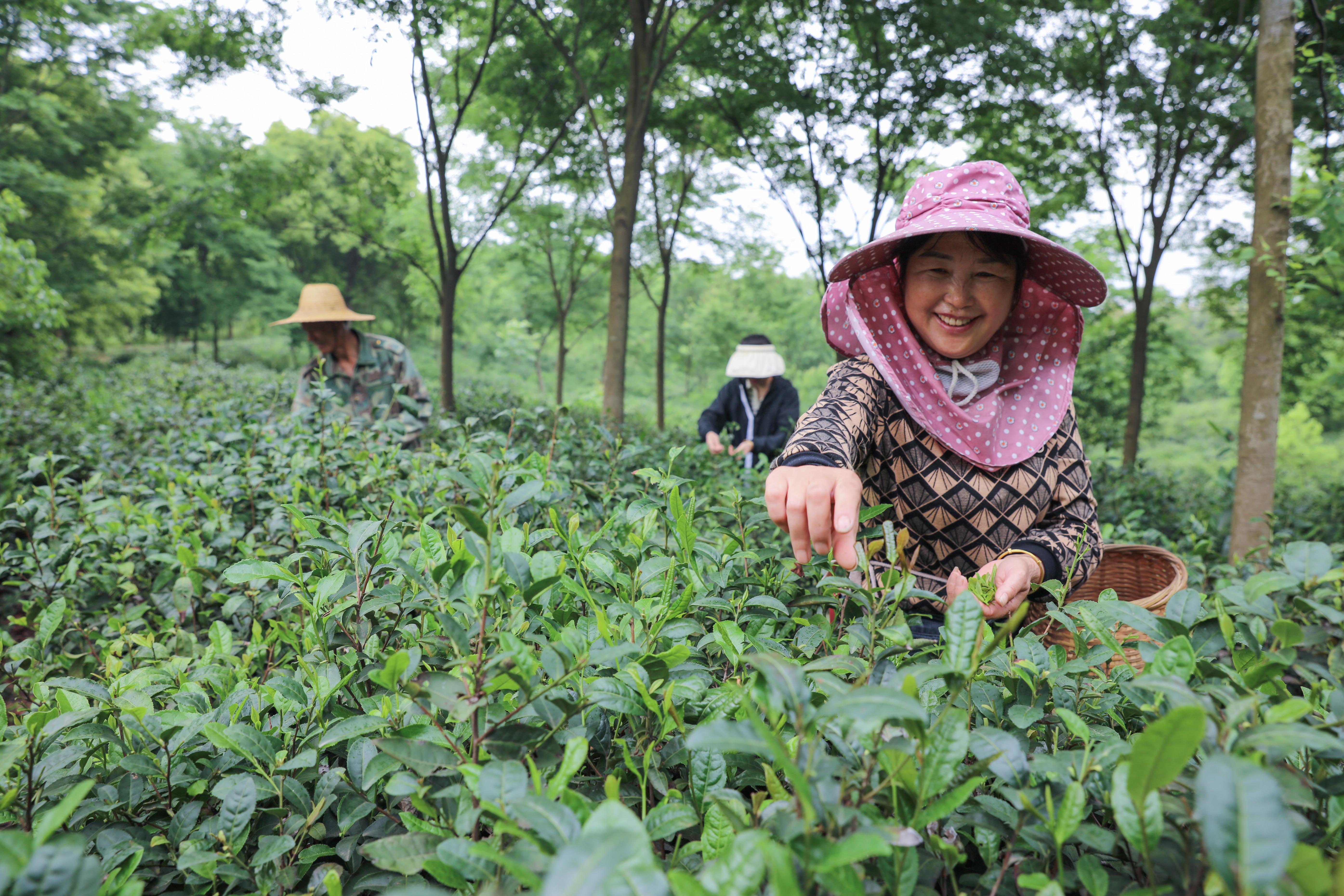 浙江长兴：立夏至 当地党员志愿者和种植户在采摘罗岕茶