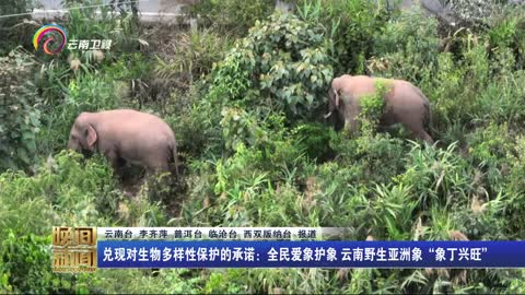 兑现对生物多样性保护的承诺：全民爱象护象 云南野生亚洲象“象丁兴旺”