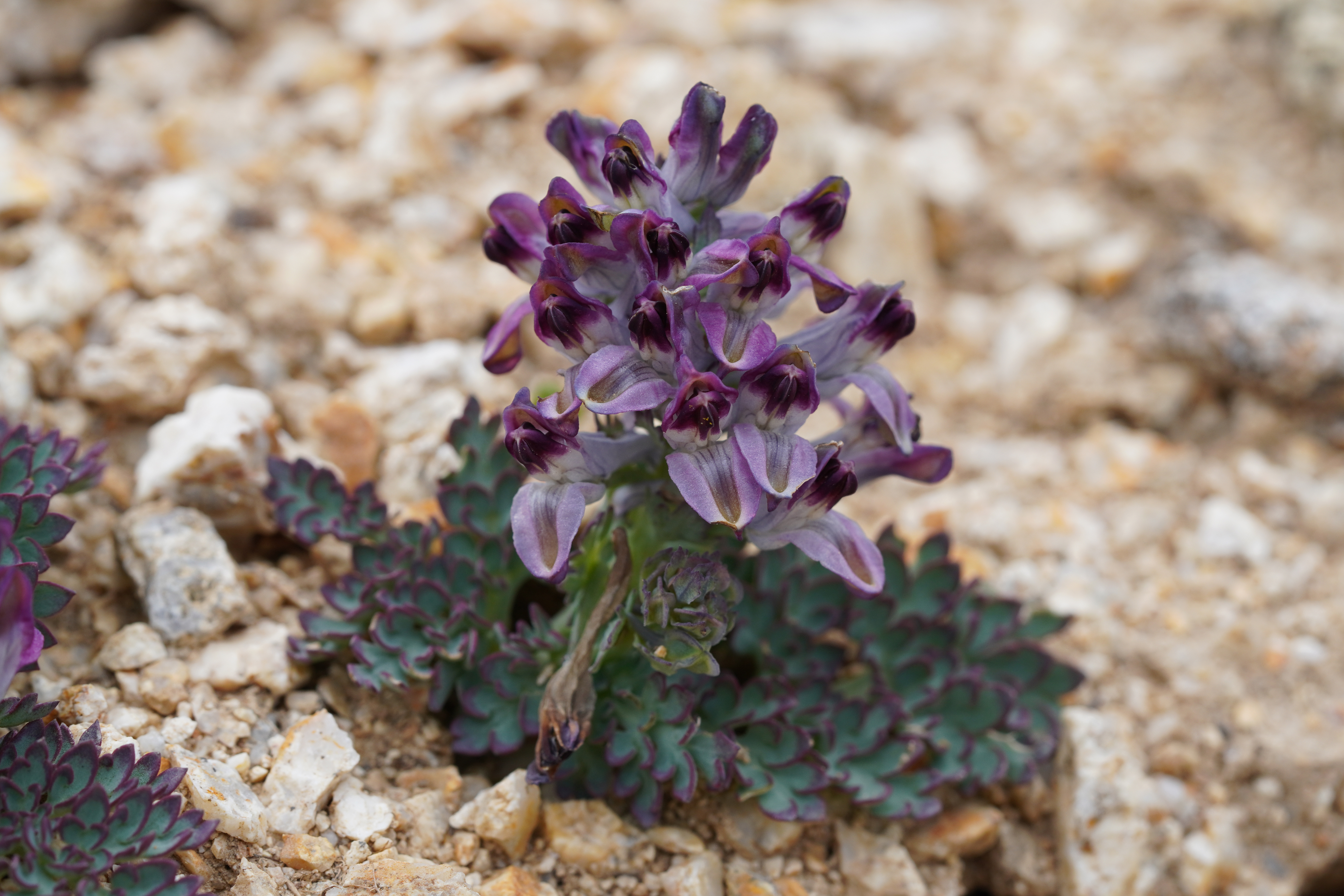 糙果紫堇 Corydalis trachycarpa 陈俊通 西藏察雅.JPG