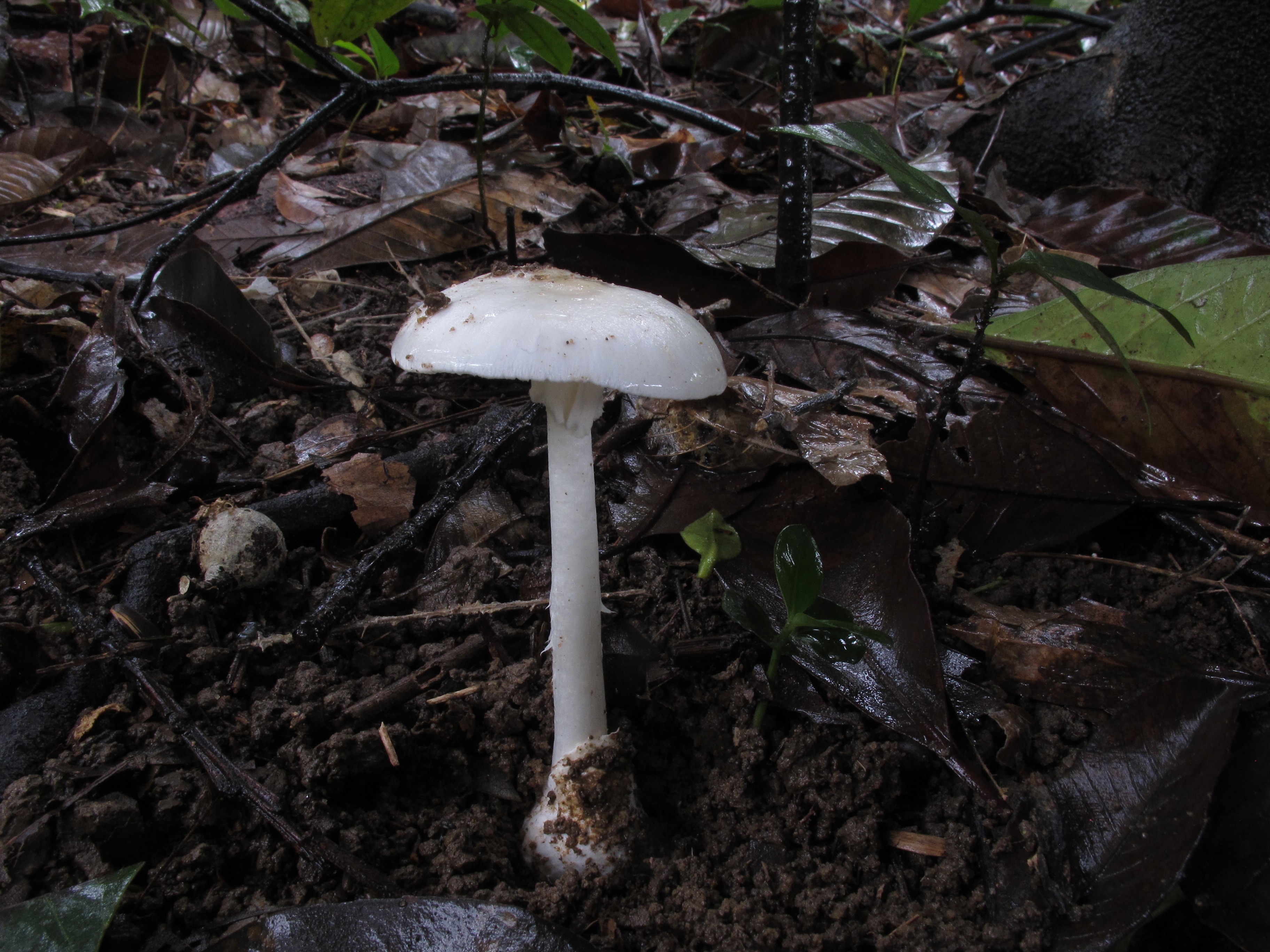 致命鹅膏Amanita exitialis 蔡箐拍摄.JPG