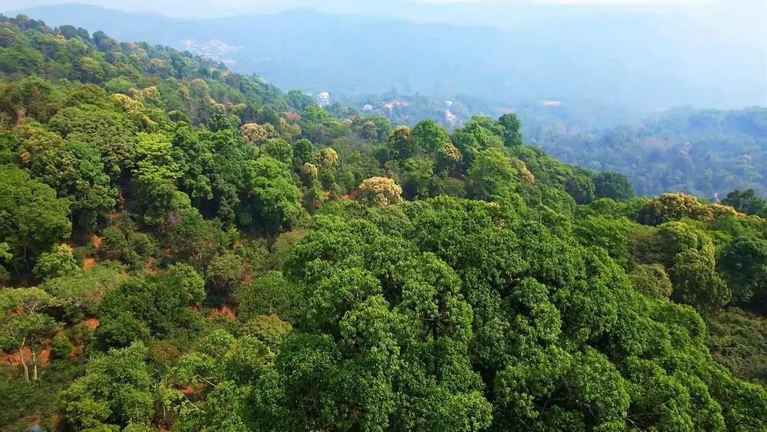 勐海南糯山：茶旅融合促振兴