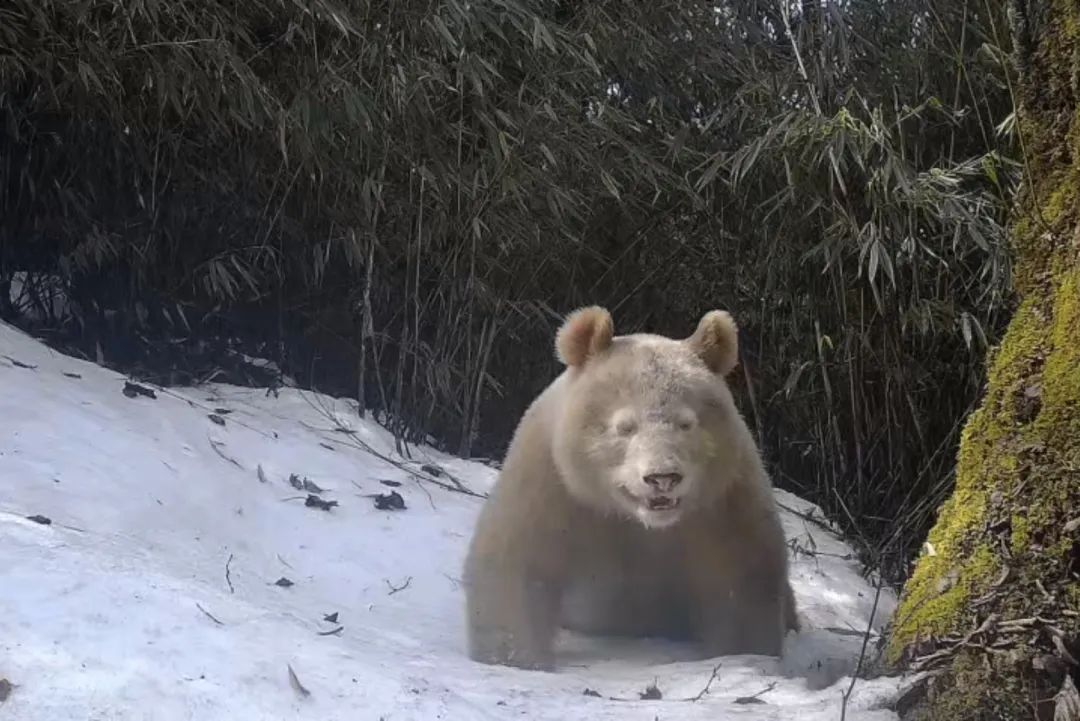 公布啦！全球唯一白色大熊猫正脸照