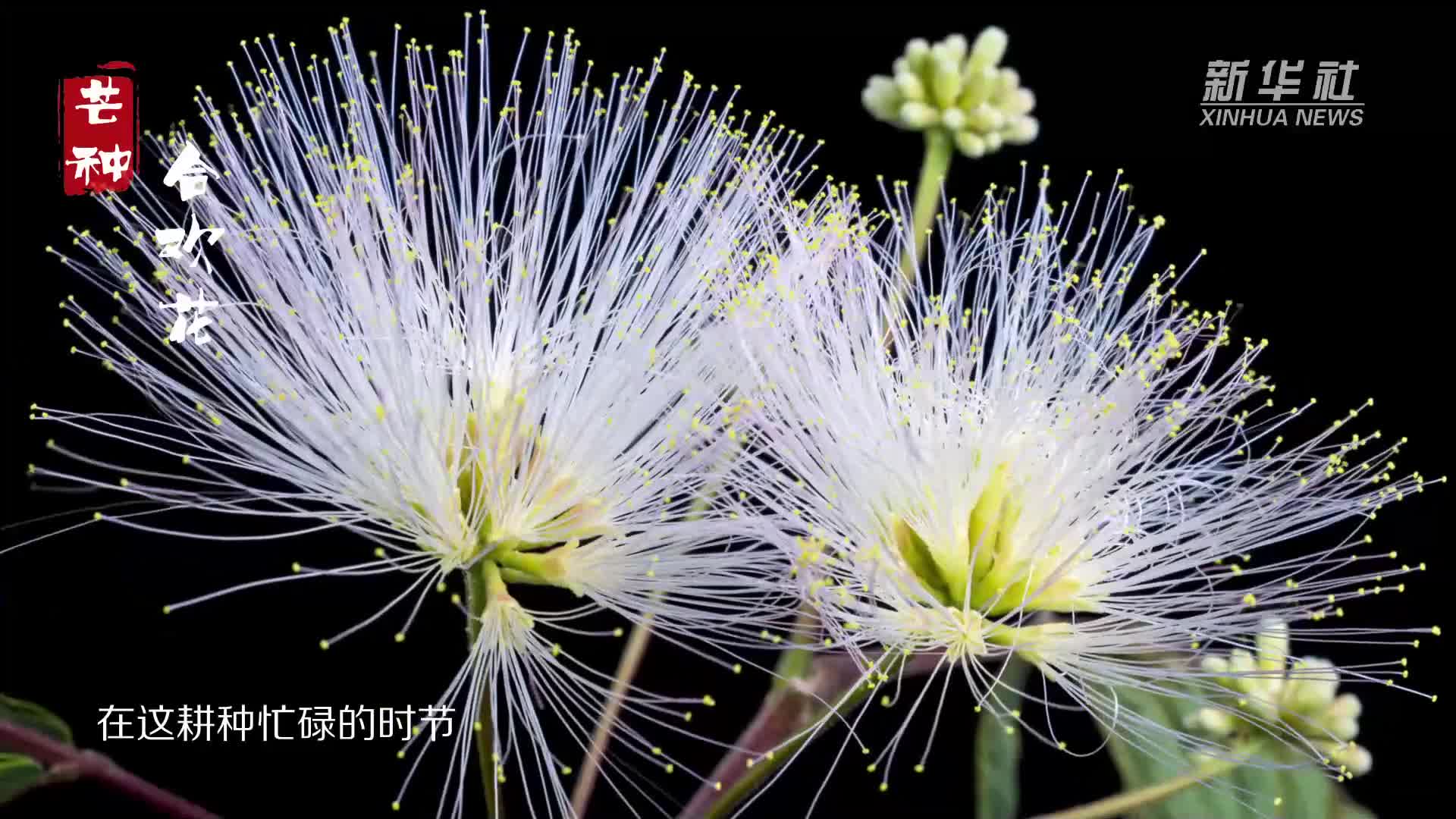 延时摄影二十四节气赏花开：合欢花绽放万缕柔情