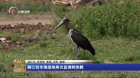 丽江拉市海湿地再次监测到秃鹳