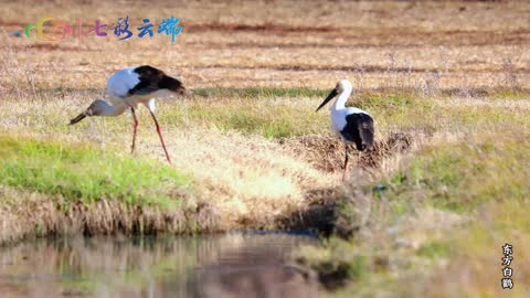 大理剑湖：鸟“明星”的惬意时光