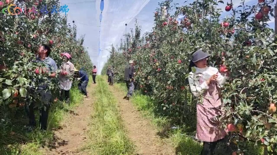 丰收季 | 昭通早熟苹果鲜甜上市